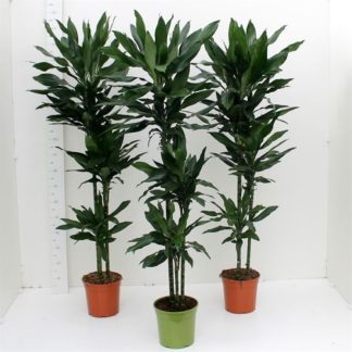 DRACENA