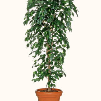 FICUS-BENJAMIN